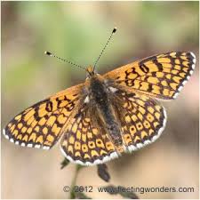 Attēlu rezultāti vaicājumam “Melitaea cinxia underside”