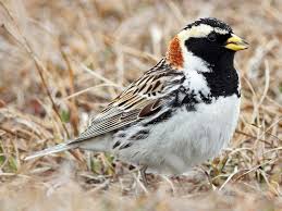 Attēlu rezultāti vaicājumam “Hamatocaulis lapponicus”