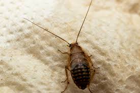 Attēlu rezultāti vaicājumam “Ectobius sylvestris nymph”