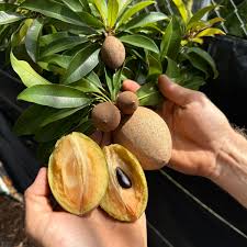 Attēlu rezultāti vaicājumam “Scirpus sylvaticus fruit”