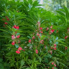 Image result for Impatiens balsamina