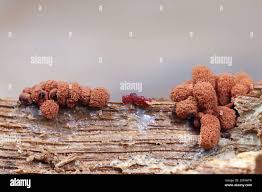 Attēlu rezultāti vaicājumam “Heterotrichia ferruginea (syn. Arcyria ferruginea)”