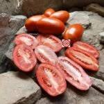 Afbeeldingsresultaat voor earliana tomato