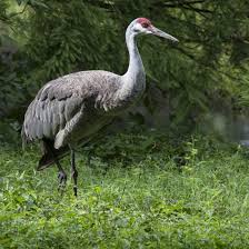 Image result for Grus canadensis
