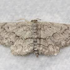 Attēlu rezultāti vaicājumam “Idaea sylvestraria”