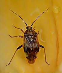 Attēlu rezultāti vaicājumam “Lygus pratensis imago”