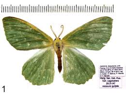 Attēlu rezultāti vaicājumam “Geometra papilionaria”