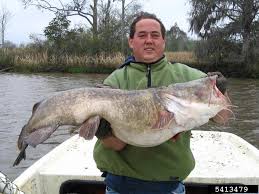 Image result for Pylodictis olivaris