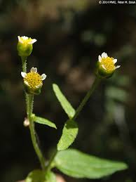 Attēlu rezultāti vaicājumam “Galinsoga quadriradiata leaf”