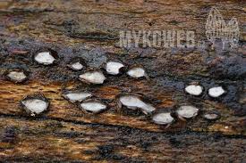 Attēlu rezultāti vaicājumam “Propolis farinosa”