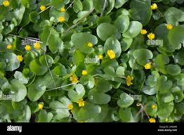 Attēlu rezultāti vaicājumam “Ficaria verna flower”