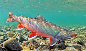 Image result for Salvelinus alpinus