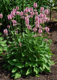 Attēlu rezultāti vaicājumam “Stachys officinalis”