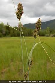 Attēlu rezultāti vaicājumam “Carex digitata bud”
