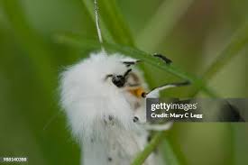 Attēlu rezultāti vaicājumam “Spilosoma lubricipeda”