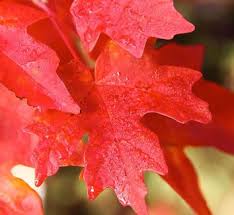 Attēlu rezultāti vaicājumam “Acer pseudoplatanus fo. purpurascens leaf”
