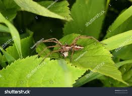 Attēlu rezultāti vaicājumam “Pisaura mirabilis male”