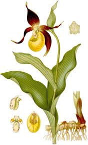 Attēlu rezultāti vaicājumam “Cypripedium calceolus flower”