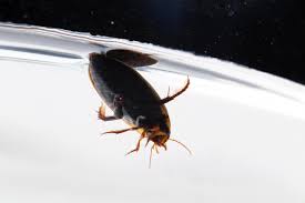 Attēlu rezultāti vaicājumam “Dytiscidae”