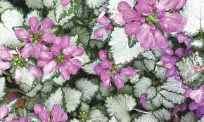 Attēlu rezultāti vaicājumam “Lamium”