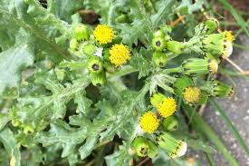 Attēlu rezultāti vaicājumam “Senecio vulgaris flower”