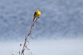 Attēlu rezultāti vaicājumam “Motacilla flava flava adult”