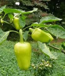 Afbeeldingsresultaat voor giant 3 sweet pepper