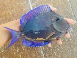 Image result for Acanthurus coeruleus