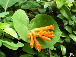 Attēlu rezultāti vaicājumam “Lonicera caerulea var. pallasii flower”