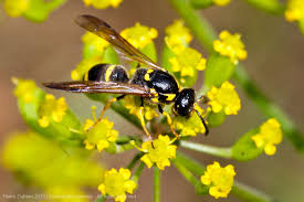 Attēlu rezultāti vaicājumam “Symmorphus sp.”