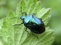 Attēlu rezultāti vaicājumam “Zicrona caerulea nymph”