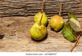 Attēlu rezultāti vaicājumam “Pyrus communis fruit”