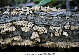 Attēlu rezultāti vaicājumam “Xylobolus frustulatus”