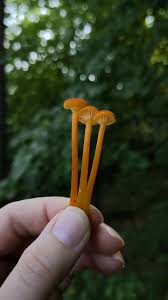 Attēlu rezultāti vaicājumam “Hygrocybe cantharellus”