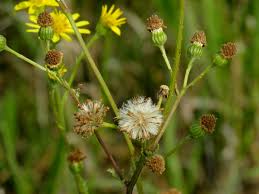 Attēlu rezultāti vaicājumam “Jacobaea vulgaris flower”