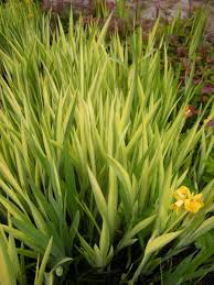 Attēlu rezultāti vaicājumam “Iris pseudacorus leaf”