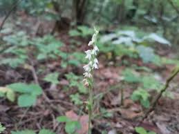 Attēlu rezultāti vaicājumam “Goodyera repens bud”