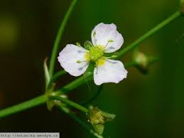 Attēlu rezultāti vaicājumam “Alisma plantago-aquatica flower”