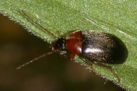 Attēlu rezultāti vaicājumam “Isomira murina”