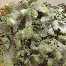 Attēlu rezultāti vaicājumam “Hypotrachyna sp.”