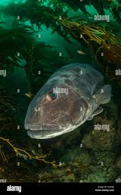 Image result for Stereolepis gigas
