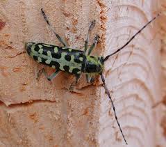 Attēlu rezultāti vaicājumam “Saperda scalaris”