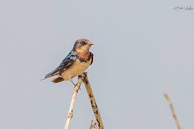 Attēlu rezultāti vaicājumam “Hirundo rustica juvenile”