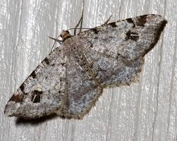 Attēlu rezultāti vaicājumam “Macaria notata”