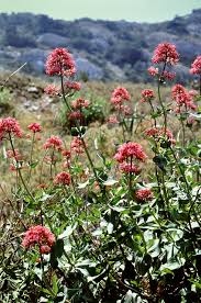 Attēlu rezultāti vaicājumam “Caprifoliaceae”