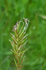 Attēlu rezultāti vaicājumam “Anthoxanthum odoratum fruit”