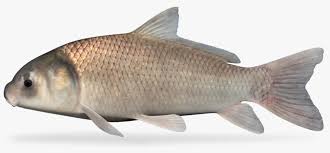 Image result for Ictiobus niger