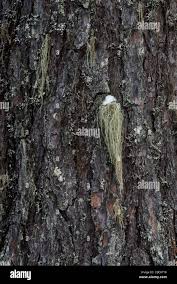 Attēlu rezultāti vaicājumam “Parmelia submontana”