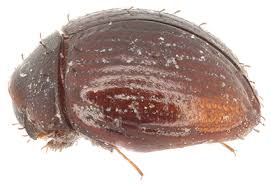 Attēlu rezultāti vaicājumam “Byrrhidae”