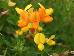 Attēlu rezultāti vaicājumam “Lotus corniculatus”